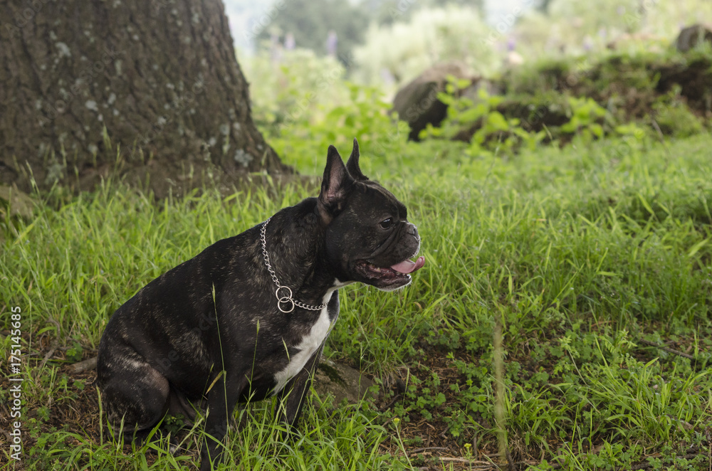 Black french bulldog sitting on the grass Black french bulldog sitting on the grass