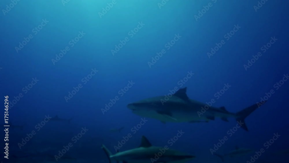 Scuba POV, tiger shark swims over tropical reef Scuba POV, tiger shark swims over tropical reef