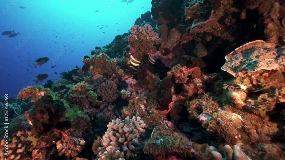 POV, tropical reef ecosystem in French Polynesia POV, tropical reef ecosystem in French Polynesia