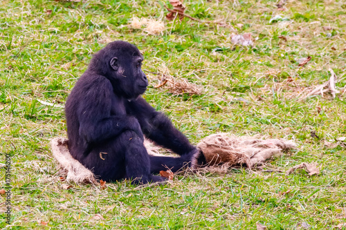 Gorilla in Cabarceno National Park