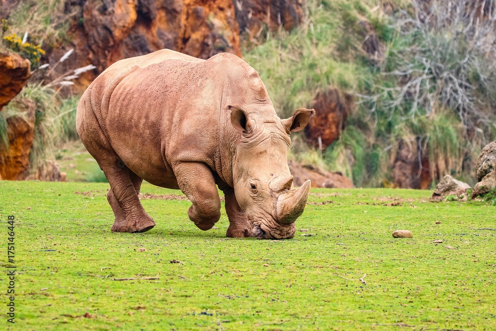 White rhinoceros or White Rhino, Ceratotherium simum, with big horn in Cabarceno Natural Park White rhinoceros or White Rhino, Ceratotherium simum, with big horn in Cabarceno Natural Park