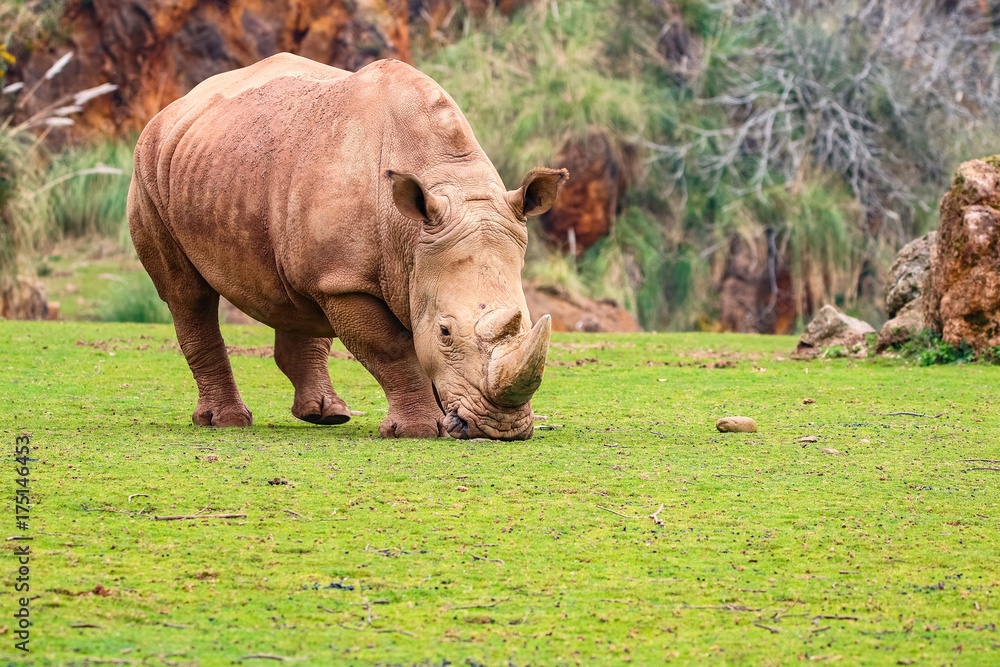 Naklejka premium White rhinoceros or White Rhino, Ceratotherium simum, with big horn in Cabarceno Natural Park