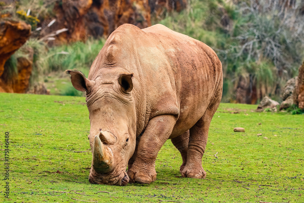 White rhinoceros or White Rhino, Ceratotherium simum, with big horn in Cabarceno Natural Park White rhinoceros or White Rhino, Ceratotherium simum, with big horn in Cabarceno Natural Park