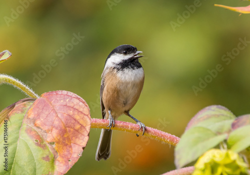 Black Capped Chickadee (Poecile atricapillus) perched on a twig with colorful autumn leaves photo