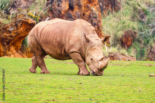 White rhinoceros or White Rhino  Ceratotherium simum  with big horn in Cabarceno Natural Park