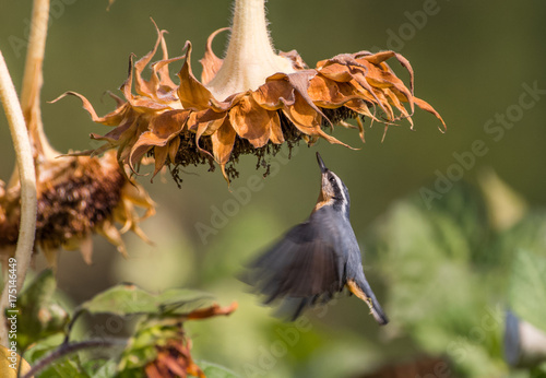 Red-breasted Nuthatch (Sitta canadensis) zeroing in on seeds in a sunflower 