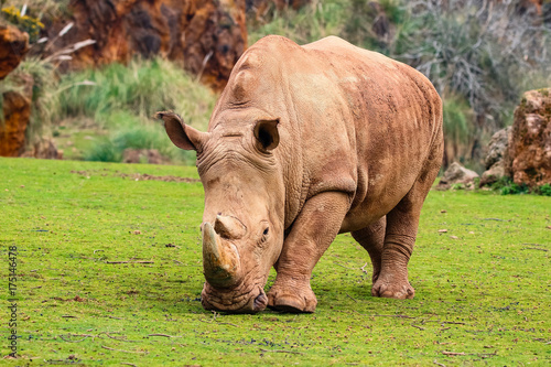 White rhinoceros or White Rhino  Ceratotherium simum  with big horn in Cabarceno Natural Park