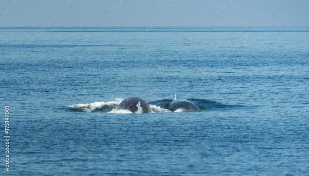 Fototapeta premium Bryde's whale, watching in the Gulf of Thailand