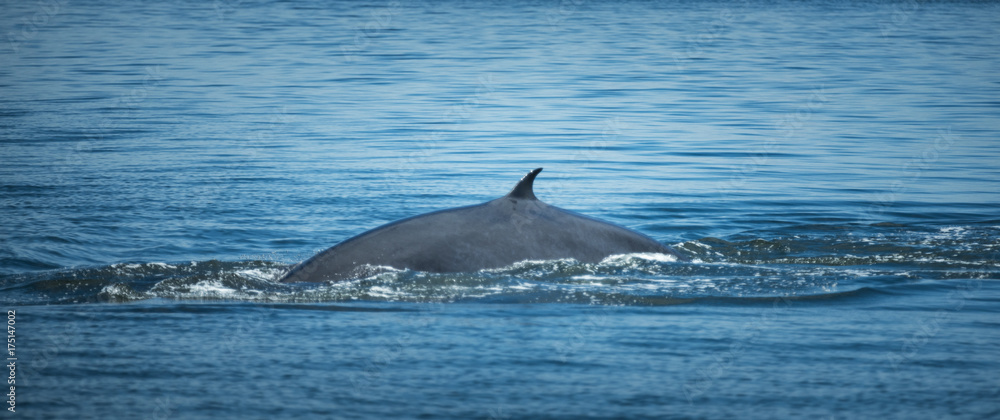 Bryde's whale, watching in the Gulf of Thailand Stock Photo | Adobe Stock