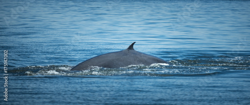 Bryde s whale  watching in the Gulf of Thailand