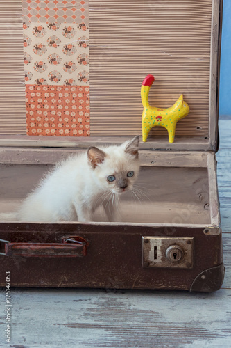kitten of Scottish Straight breed inside vintage suitcase