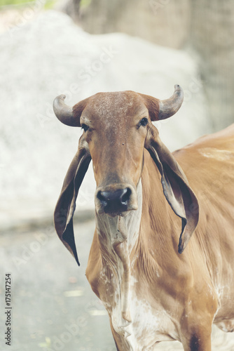 cattle cow in farm field