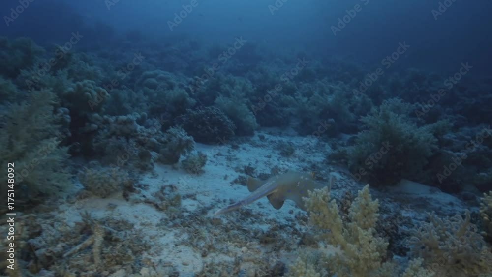 POV, blue dot stingray swims over tropical reef POV, blue dot stingray swims over tropical reef