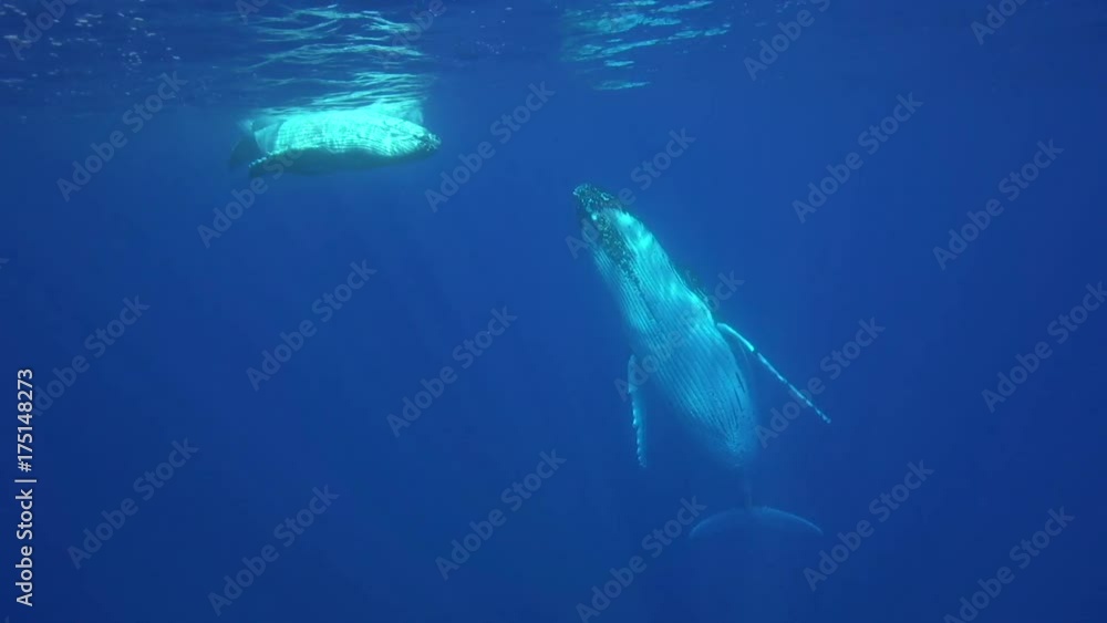 Calf playfully swims with mother humpback, POV Calf playfully swims with mother humpback, POV