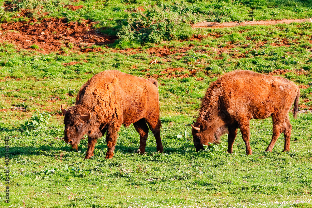 European bison (Bison bonasus), also known as wisent or the European wood bison. It is one of two extant species of bison, alongside the American bison European bison (Bison bonasus), also known as wisent or the European wood bison. It is one of two extant species of bison, alongside the American bison