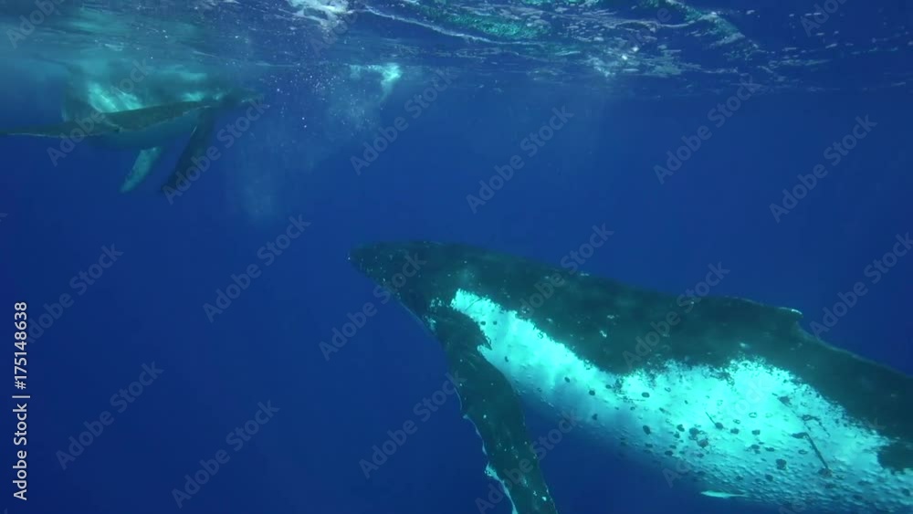 Humpback whales swim together in French Polynesia, POV