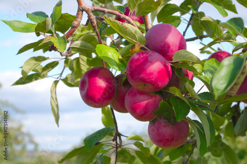 Wallpaper Mural apples tree orchard organic fruits Torontodigital.ca
