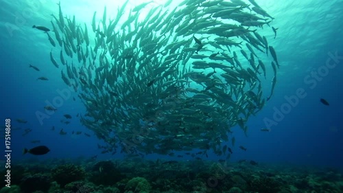 School of fish swarm over reef, POV