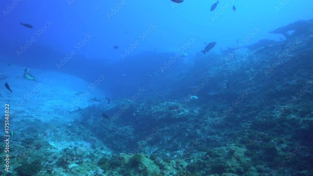 Sharks swim in deep ocean, French Polynesia