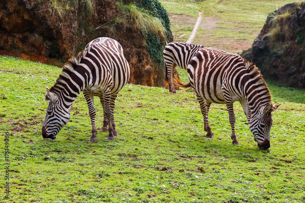 Grevy's zebra or Real (Equus grevyi). Common zebra (Equus quagga) Grevy's zebra or Real (Equus grevyi). Common zebra (Equus quagga)