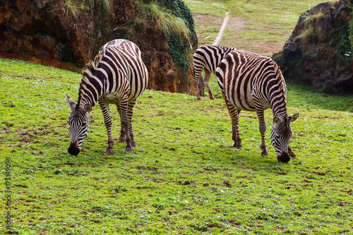 Grevy's zebra or Real (Equus grevyi). Common zebra (Equus quagga) photo