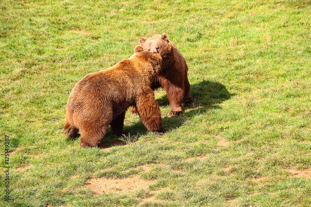 Fototapeta premium Bears fighting (Ursus arctos) in north Spain