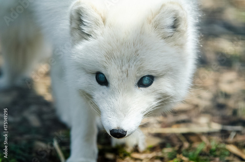 Cautious arctic fox closeup, Canada