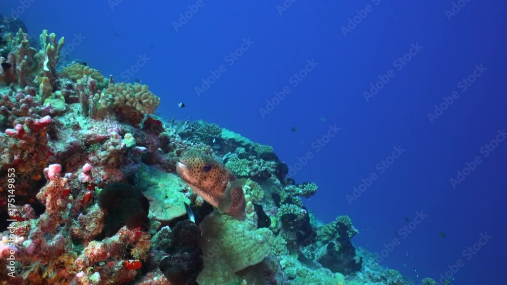Spotted fish swims in deep ocean Spotted fish swims in deep ocean
