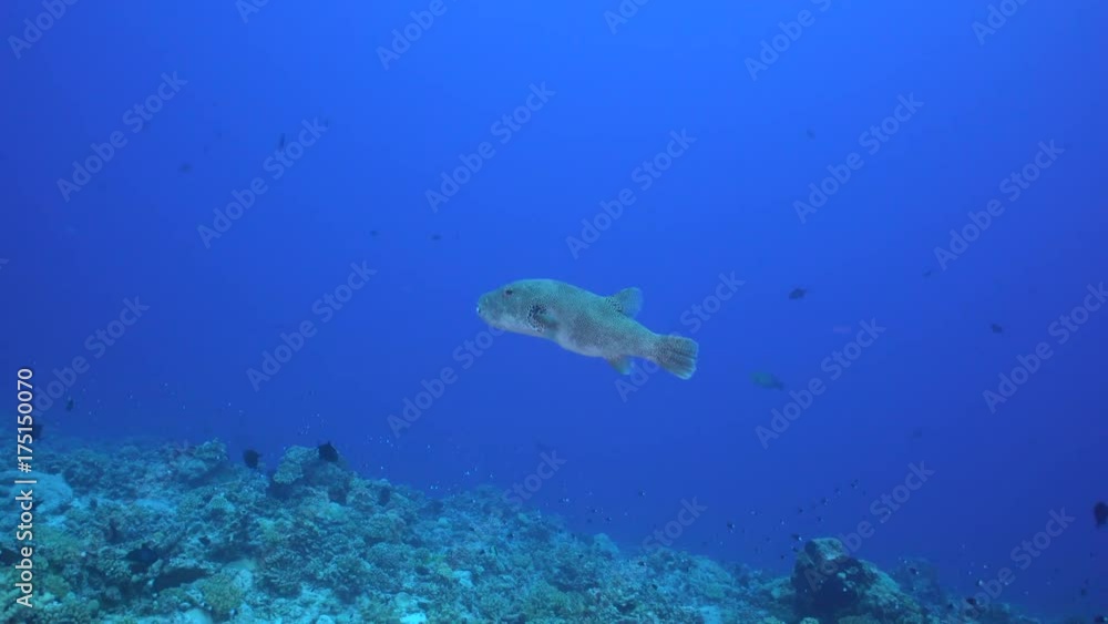 Spotted sweet lip fish in tropical reef, French Polynesia Spotted sweet lip fish in tropical reef, French Polynesia
