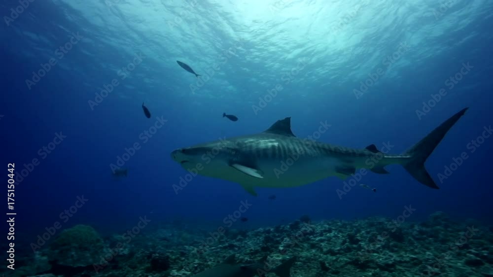 Tiger shark swims over reef, scuba POV Tiger shark swims over reef, scuba POV