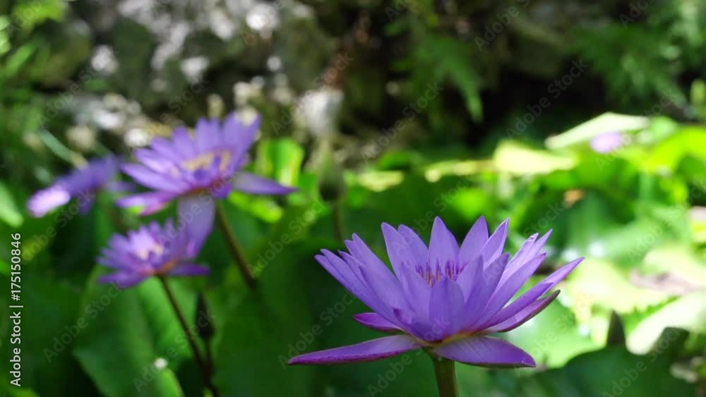 Beautiful flowers in garden, French Polynesia Beautiful flowers in garden, French Polynesia