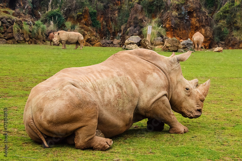 White rhinoceros or White Rhino  Ceratotherium simum  with big horn in Cabarceno Natural Park