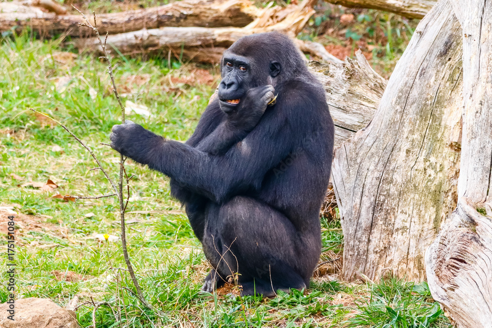 Naklejka premium Gorilla in Cabarceno National Park