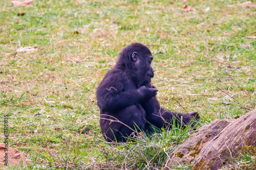 Gorilla in Cabarceno National Park