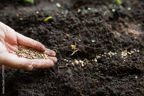 Cropped hands of woman with seeds over dirt photo