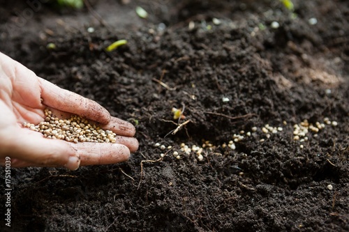 Fényképezés Cropped hands of woman with seeds over dirt