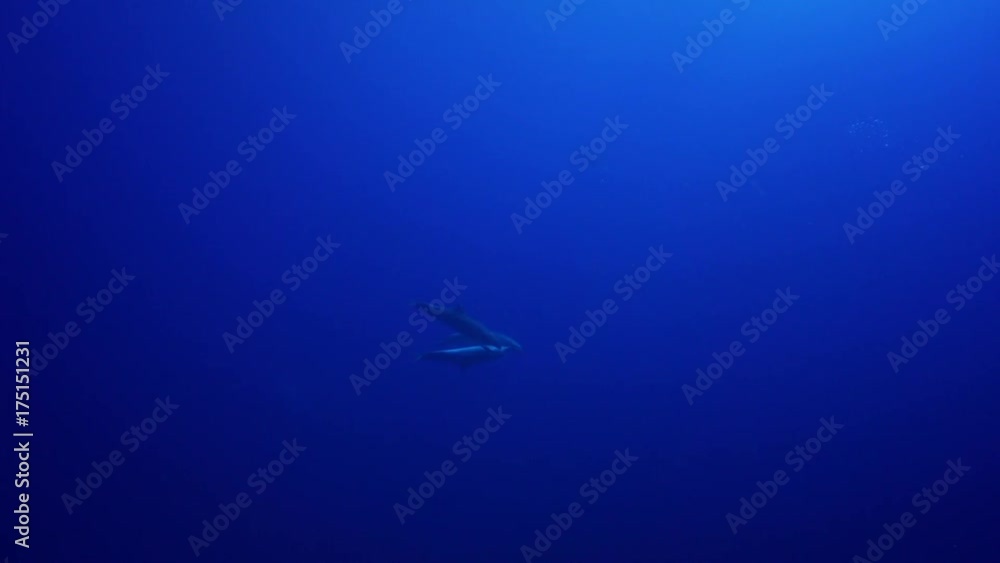 Group of dolphins swim in open ocean, French Polynesia Group of dolphins swim in open ocean, French Polynesia