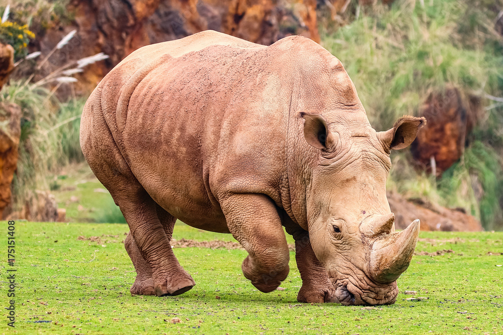 Obraz premium White rhinoceros or White Rhino, Ceratotherium simum, with big horn in Cabarceno Natural Park
