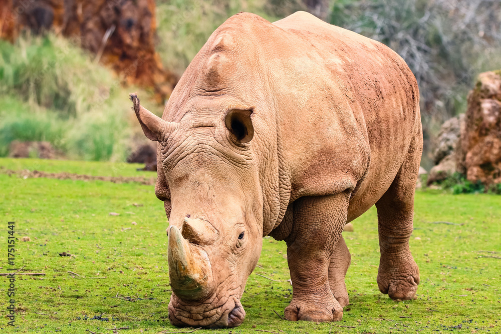 White rhinoceros or White Rhino, Ceratotherium simum, with big horn in Cabarceno Natural Park White rhinoceros or White Rhino, Ceratotherium simum, with big horn in Cabarceno Natural Park