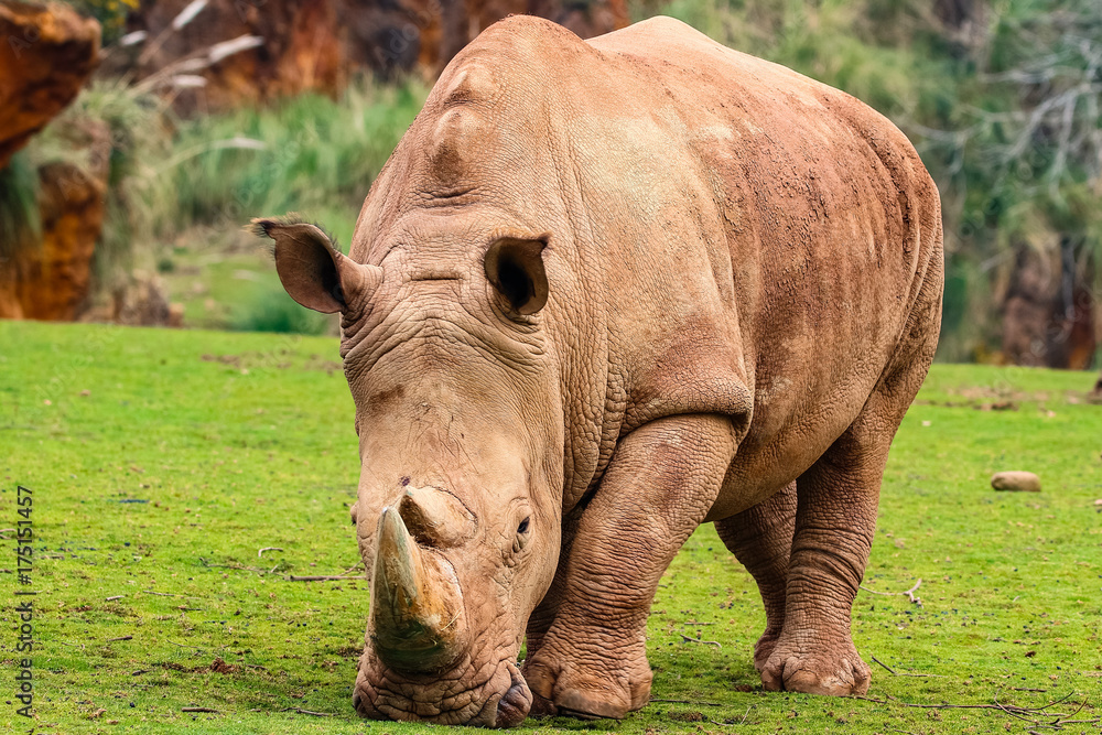 Obraz premium White rhinoceros or White Rhino, Ceratotherium simum, with big horn in Cabarceno Natural Park