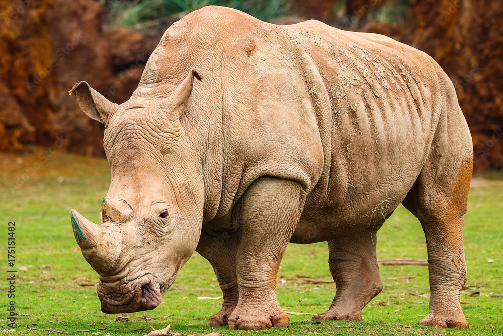 Fototapeta premium White rhinoceros or White Rhino, Ceratotherium simum, with big horn in Cabarceno Natural Park