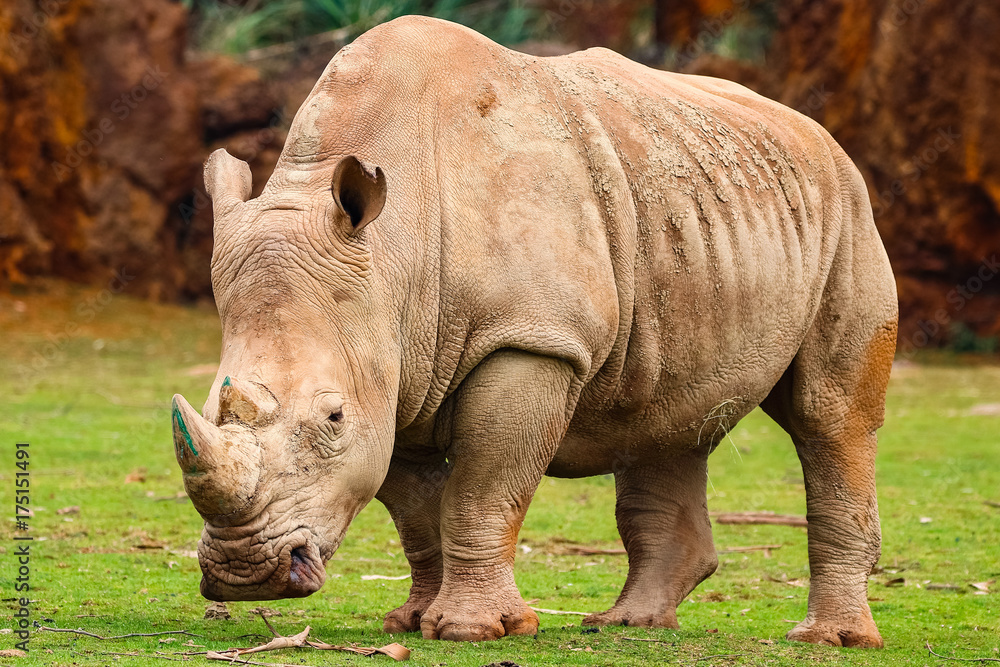 Fototapeta premium White rhinoceros or White Rhino, Ceratotherium simum, with big horn in Cabarceno Natural Park