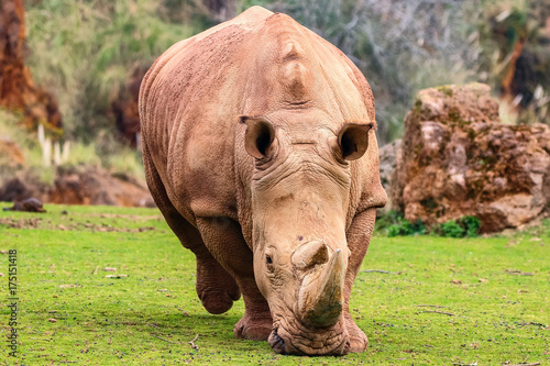 White rhinoceros or White Rhino  Ceratotherium simum  with big horn in Cabarceno Natural Park