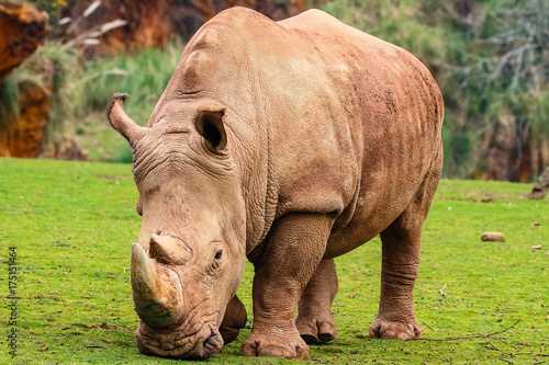 White rhinoceros or White Rhino  Ceratotherium simum  with big horn in Cabarceno Natural Park