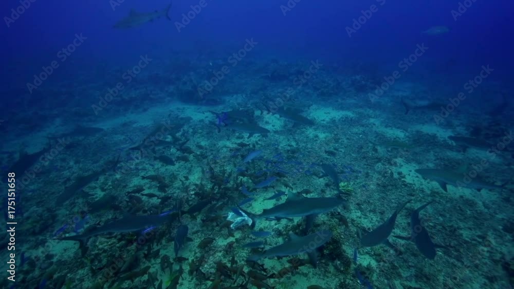 Herd of sharks swim over seafloor, POV Herd of sharks swim over seafloor, POV