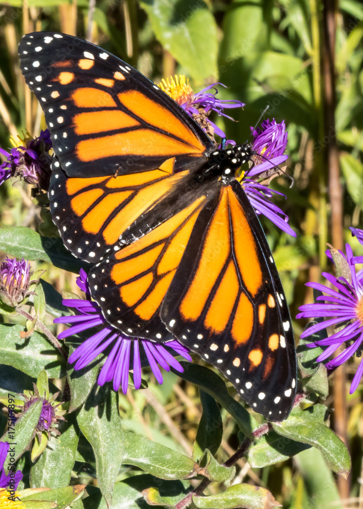 Obraz premium Monarch Butterfly