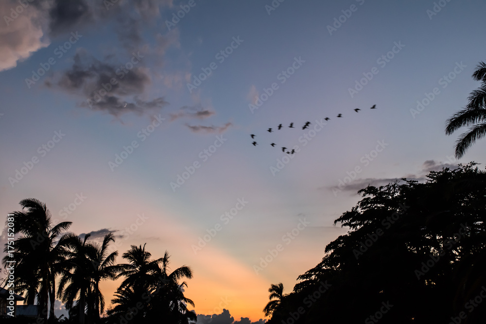 Birds in formation flying through colorful sky