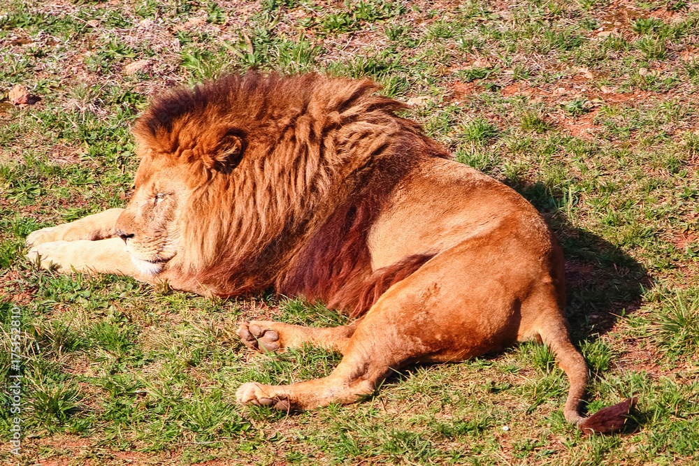 Majestic male lion (Panthera leo) basking in the sun Majestic male lion (Panthera leo) basking in the sun