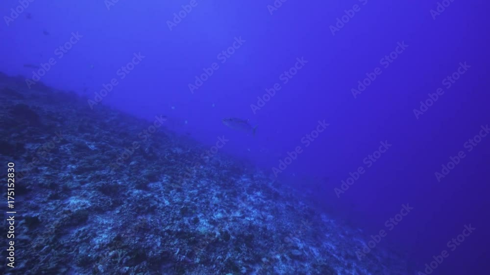 Fish swims in reef, French Polynesia Fish swims in reef, French Polynesia