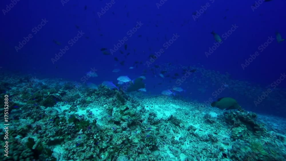 Various tropical fish in reef, French Polynesia Various tropical fish in reef, French Polynesia